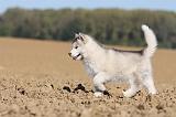 ALASKAN MALAMUTE 188